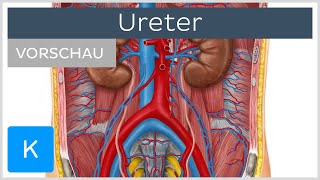 Ureter Aufbau Verlauf und Funktion Vorschau  Kenhub [upl. by Gazzo]