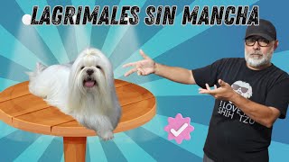 PORQUE se MANCHAN LOS LAGRIMALES de tu Shih Tzu by Alex Santillana [upl. by Molahs437]