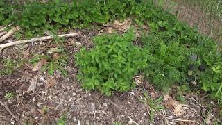 Oregano  Origanum vulgare  Does Oregano winter over [upl. by Adnylg]