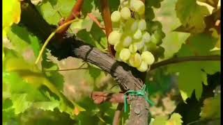 ENJOYING GRAPES PICKING SCANDIANO ITALY [upl. by Frear]