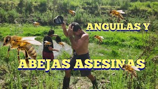 Anguilas y abejas asesinas en pesca en agua dulce [upl. by Mortimer]