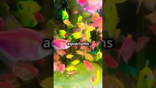 Top 5 Fish For Your 20 Gallon Aquarium [upl. by Cressler]