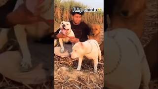 ritik dog kennel chintu rip [upl. by Nelson]