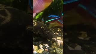 Relaxing Aquarium  Common Bristlenose Catfish Ancistrus [upl. by Alaaj]