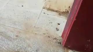 Lizard eat a wasp and a cockroach were fighting [upl. by Anialeh]