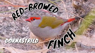 Redbrowed Finch Neochmia temporalis  5 [upl. by Tena]