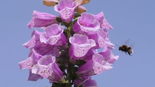 Foxglove flowers in timelapse and real time  UHD 4K [upl. by Lebasy]