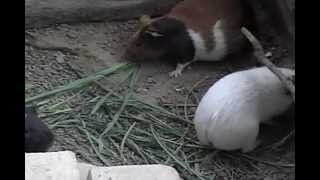 Dos cobayos Cavia porcellus en plena disputa territorial [upl. by Nolana]