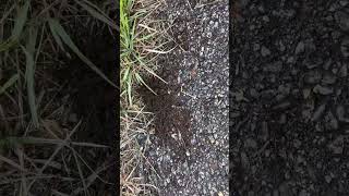 Crazy Swarming ants [upl. by Dumah]