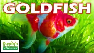 How to Breed Fancy Goldfish Red Ryukin Goldfish babies [upl. by Leahci]