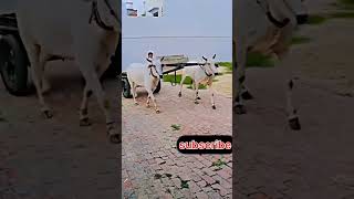 नागौरी nagauri bagge bail cow [upl. by Aernda801]