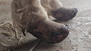 Super LONG hoof trim transformation Overgrown mini horse hoof trim horse farrier [upl. by Chelton]