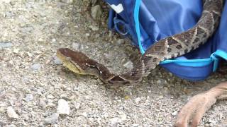 Bothrops asper Video 01 Ferdelance or Common lancehead  Barba amarilla [upl. by Aamsa]