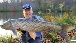 How to catch grass carp  Grass carp fishing  Fishing for grass carp [upl. by Enowtna]