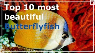 Top 10 most beautiful Butterflyfish [upl. by Esiuqram773]