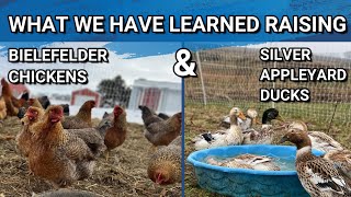 Brutally Honest Review of the Bielefelder Chickens And Silver Appleyard Ducks  One Year Update [upl. by Garling]