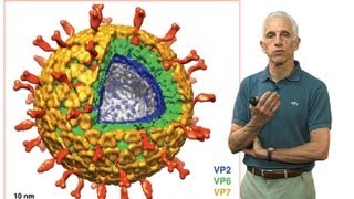 Stephen Harrison Harvard Part 3 Nonenveloped virus entry [upl. by Saimon]