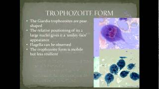 Parasitology Giardiasis Part 1 [upl. by Ordway339]