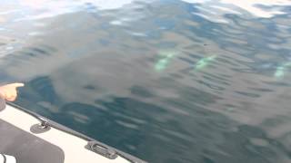 Humpbacks Chase Killer Whales Right Under Our Boat 8242014 [upl. by Celinka914]