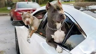 Any problems dude Funny videos with Pitbull dogs 🐶 [upl. by Lletnuahs]