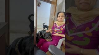 Rottweiler Bubzee Ne Dadi Ko Kaatne Ki Kashish Kari shorts dogs Rottweiler youtubeshorts trend [upl. by Hornstein]