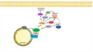 mTOR Signaling Pathway mTOR Complexes Regulation and Downstream effects [upl. by Artemus982]