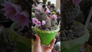 Mammillaria Alamensis [upl. by Hope]