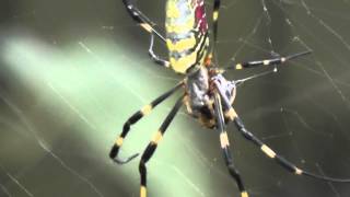 Joro Spider Nephila clavata feeding [upl. by Nylatsyrk141]