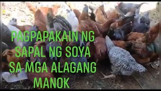 MANUKANG WALANG AMOYSAPAL NG SOYA PINAKAIN SA MANOK FREE RANGE CHICKEN [upl. by Hali]