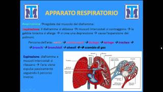 Test Medicina 2022 Biologia  Anatomia e Fisiologia degli animali e delluomo Parte 1 [upl. by Aillicsirp588]