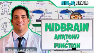 Neurology  Midbrain Anatomy amp Function [upl. by Sivrat]