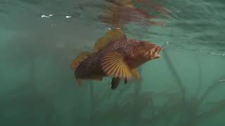 Landing Kelp Greenling in North Puget Sound [upl. by Elatia]