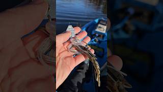 Lets Fish the OG Chatterbait with ChatterShad fishing zmanfishingproducts [upl. by Peterson]