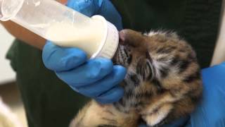 Amur Tiger Cub at the Minnesota Zoo [upl. by Ribak]