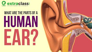 Anatomy of Ear  Animation  Extraclass [upl. by Balbinder]