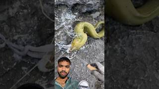 Eel fish eat octopus 🐙 ytshorts greenscreen freshwaterfish snake fishspecies reaction [upl. by Misab]