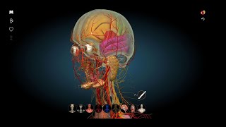 Neuroanatomía 3D Prosencéfalo o CerebroTelencéfalo Configuración externa clasificación del SNC [upl. by Letney]