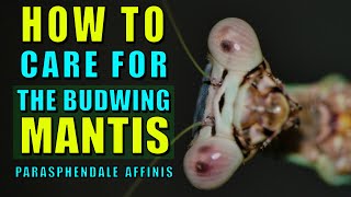 How to keep the Budwing mantis Top 5 beginner species part 2 [upl. by Ettelrats691]