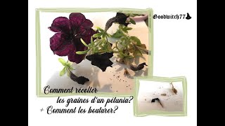 Comment récolter des graines et bouturer des pétunias surfinias🌺 Astuce jardin [upl. by Dihgirb]