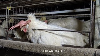 Linsostenibile produzione di uova negli allevamenti di galline  Essere Animali [upl. by Kowtko]