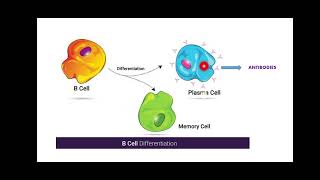 Clonal Selection Theory [upl. by Kessiah437]