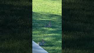 Cotton tail Rabbit 🐇  nationalpark nature 2024shorts trendingshorts trending [upl. by Yahsel]