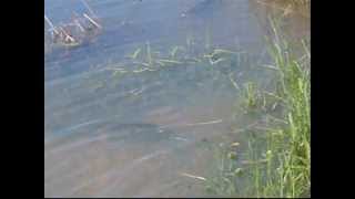 Sterile Grass Carp Eating Grass [upl. by Boelter]