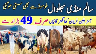 Salam Mandi Sargodha  Jersey Cross Breed Cow Price  Khangher Cows price  Pk Janwar Mandi [upl. by Hanny396]