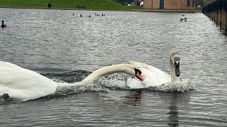 Swan Cob Attacks Juvenile During Feeding Session Walpole Pair 1 December 2024 [upl. by Glennis]