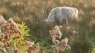 Grazing Highland Cattle  A Peaceful Pastoral Moment [upl. by Aryaz]