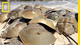 Horseshoe Crabs Mate in Massive Beach quotOrgyquot  National Geographic [upl. by Valentin]