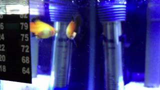 Sunburst Platy Giving Birth [upl. by Mide]