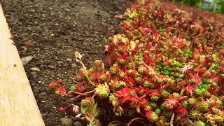 Sedum Green Roof [upl. by Roana]