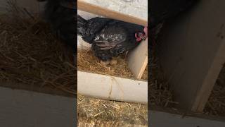 Australorp hen laying big size egg 🥚 shorts youtubeshorts [upl. by Eissert]